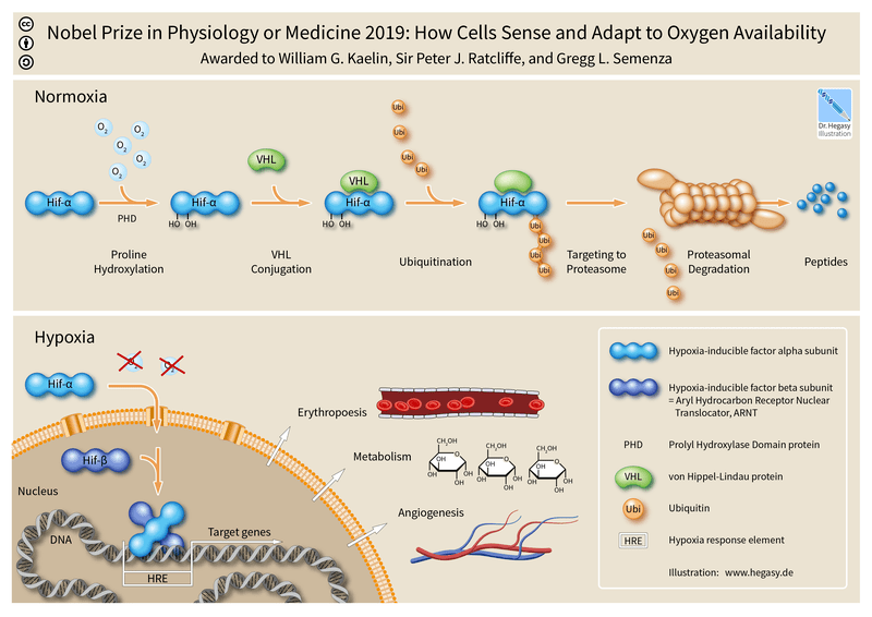 800px HIF Nobel Prize Physiology Medicine 2019 Hegasy ENG